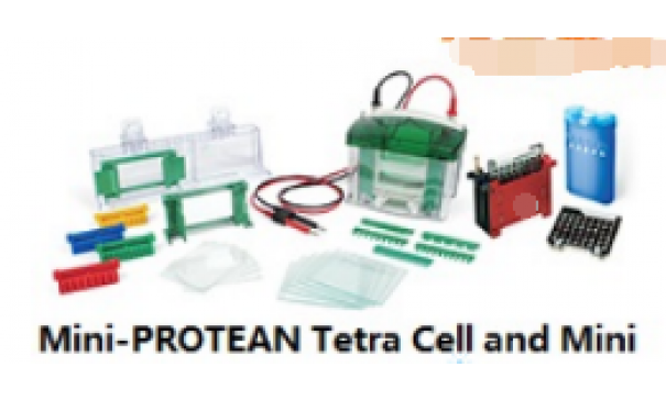 美国伯乐Mini-PROTEAN Tetra Cell and Mini Trans-Blot Module小型垂直槽及转印系统（165-8029现货