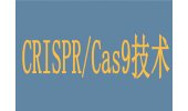 CRISPR/Cas9技术