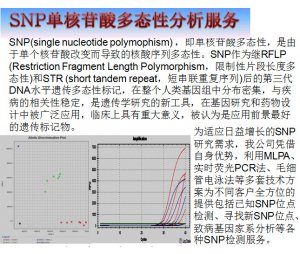 SNP单核苷酸多态性分析服务