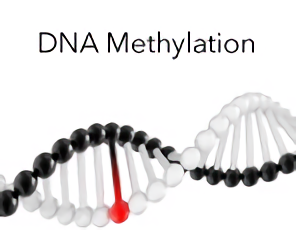 <em>DNA</em> <em>甲基化分析</em>技术服务