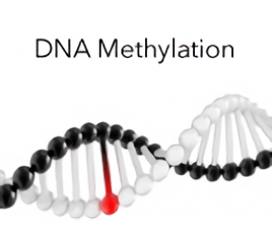 DNA 甲基化分析技术服务