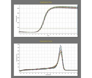 qPCR实验检测—原始数据、扩增、溶解曲线、数据分析、实验报告-溶出度测定实验报告