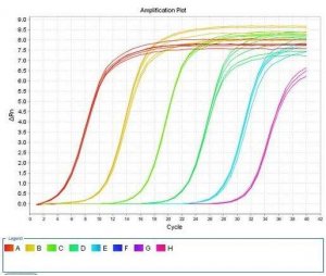 PCR引物设计—实验报告单、原始数据、扩增、溶解曲线、数据分析-引物溶解曲线怎么看