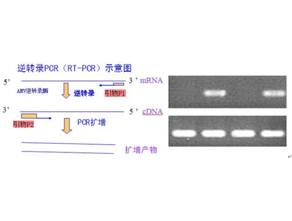逆转录PCR