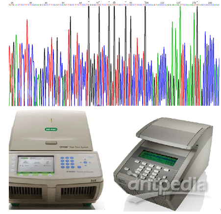 RT-PCR服务