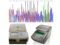 RT-PCR服务
