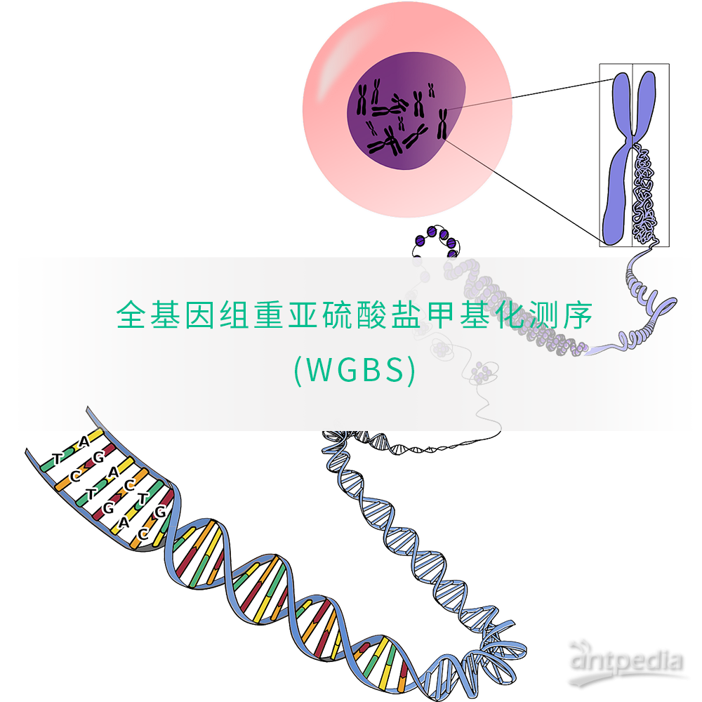 全基因组甲基化测序(<em>WGBS</em>)