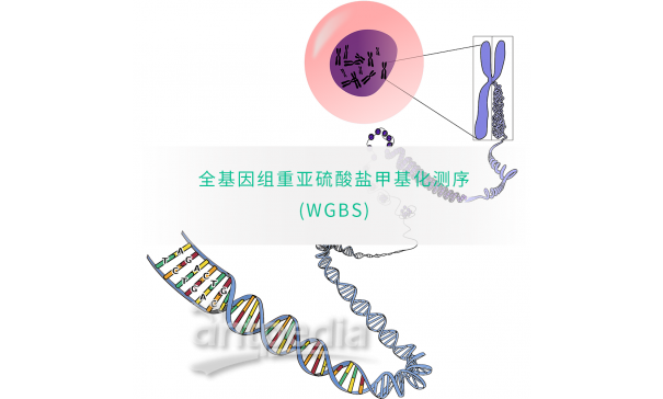 全基因组甲基化测序(WGBS)-易基因