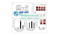 简化基因组甲基化测序（RRBS/ dRRBS/ XRBS）-易基因
