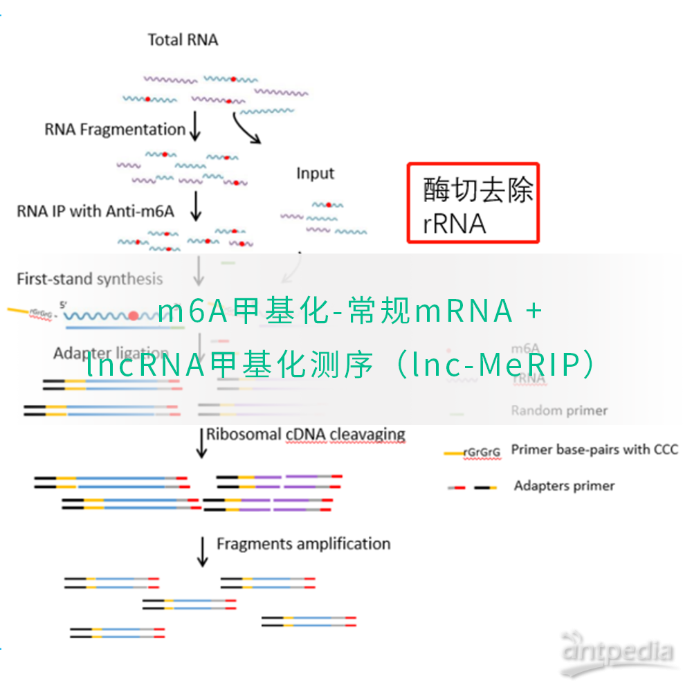 m6A<em>甲基化</em>-<em>常规</em><em>mRNA</em> +<em>lncRNA</em><em>甲基化</em><em>测序</em>（lnc-MeRIP）