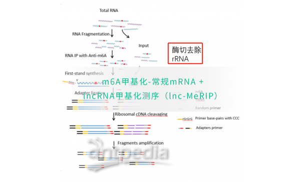 m6A甲基化-常规mRNA +lncRNA甲基化测序（lnc-MeRIP）