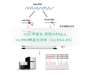 m5C甲基化-常规mRNA +lncRNA甲基化测序（lncRNA-BS）