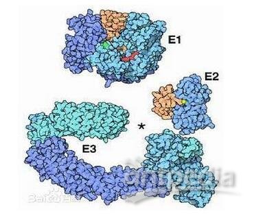 <em>泛素</em><em>化</em>修饰蛋白质组学
