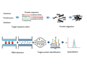 PRM靶向蛋白检测
