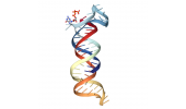 LongRNA-seq（mRNA,circRNA,lncrna)测序服务-测序服务费
