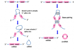 circRNA（环状RNA）测序-环状rna测序