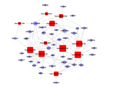 MicroRNA <em>Target</em> Gene Network