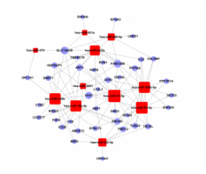 MicroRNA Target Gene Network-microrna target gene network