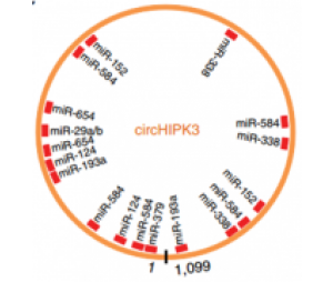 circRNA的miRNA靶向位点预测-什么是靶向定位