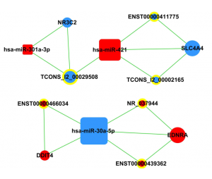 CeRNA Network-cerna network