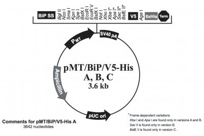 pMT/BiP/V5-His A, B, and C