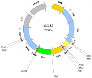 PLL3.7慢病毒shRNA干扰质粒