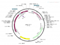 pLKO.1慢病毒shRNA干扰质粒