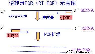 <em>逆转录</em>PCR