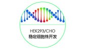 HEK293 稳定细胞株开发服务