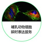 哺乳动物细胞<em>瞬时</em><em>表达</em>蛋白服务