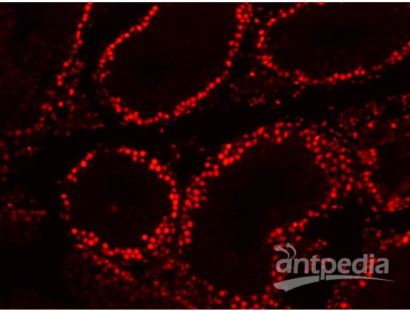武汉巴菲尔生物-原代细胞制备与培养