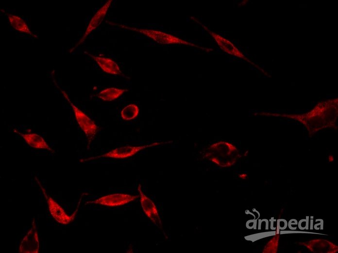 武汉巴菲尔生物-MTT细胞增殖及活性检测