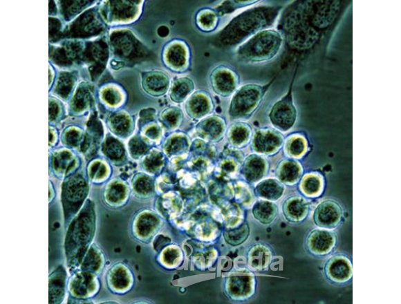 昆虫细胞载体构建与表达--【武汉巴菲尔生物】生物技术服务专家
