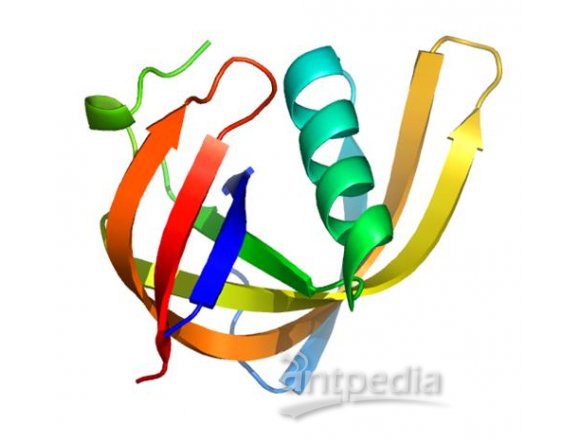 武汉巴菲尔生物-哺乳动物细胞载体构建与表达