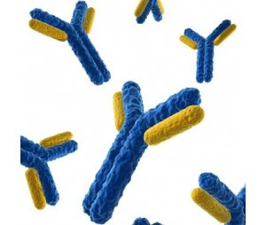 武汉巴菲尔生物-单克隆抗体的制备