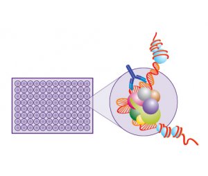G蛋白偶联受体（GPCR）的检测