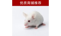 脑缺血再灌注（MCAO）动物模型制备