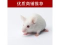 非酒精性脂肪肝（NAFLD）动物模型制备