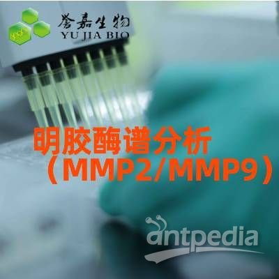 明胶酶谱分析（MMP2/<em>MMP9</em>）