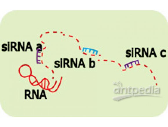 siRNA/shRNA基因干扰实验