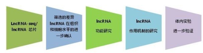 lncRNA相关研究整体思路