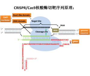 CRISPR/Cas9 基因敲除细胞株（单克隆，鉴定）