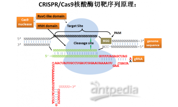 CRISPR/Cas9 基因敲除细胞株（多克隆）