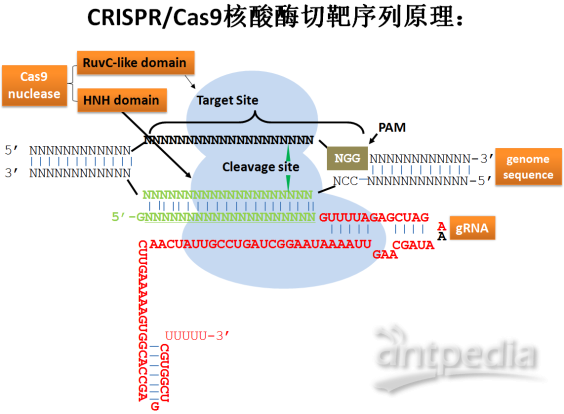 CRISPR/<em>Cas9</em><em>敲除</em>质粒套餐（3靶点/<em>基因</em>+测序报告）