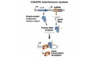 CRISPRi 质粒（1靶点/基因+测序报告）