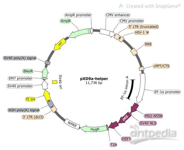 CRISPRi 套餐（3靶点/基因+测序报告