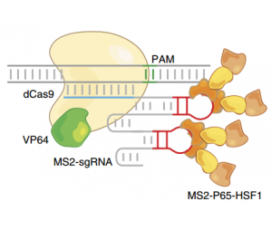 CRISPRa 质粒（1靶点/基因+测序报告）