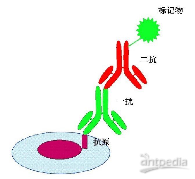 免疫组织化学（IHC