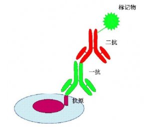 免疫组织化学（IHC）