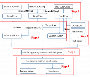 生物信息学分析——ceRNA网络研究整体思路